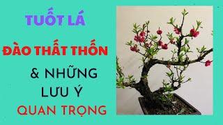 Tuốt lá Đào Thất thốn| Những lưu ý quan trọng cho Đào thất thốn bonsai  trồng chậu