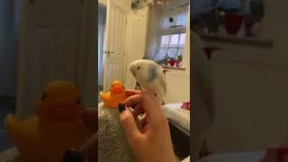 Duck vs Bird war 