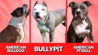 Bullypit (American Bulldog & Pitbull Mix): Info, Pictures, Facts