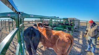 Sadly, last load-out from this pasture