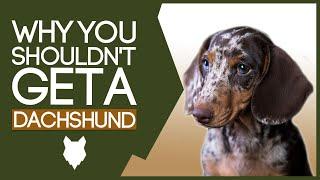 DACHSHUND! 5 Reasons You SHOULD NOT GET a Dachshund Puppy!