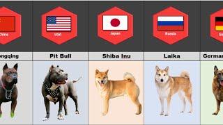 Dog From Different Countries | Top Dog Breeds | Different Types of Dogs