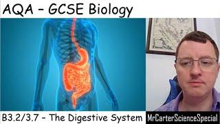 B3.2/3.7 - The Digestive System -  AQA Biology GCSE 9-1