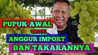 PUPUK AWAL UNTUK POHON ANGGUR IMPOR DAN TAKARANNYA #tipsandtricks #kaij