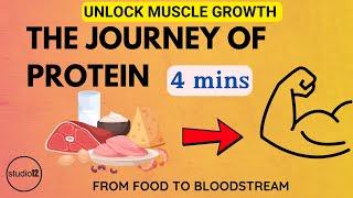 Unlock Muscle Growth: The Journey of Protein from Food to Bloodstream (Animated)