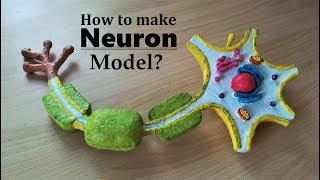 How to make Neuron 3d Model using Thermocol