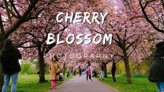 Cherry Blossoms in London Photography