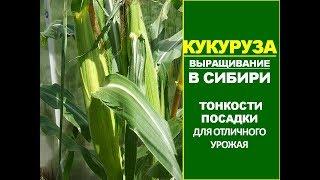 Как вырастить кукурузу на огороде. Выращивание кукурузы в Сибири. Посадка кукурузы на рассаду.