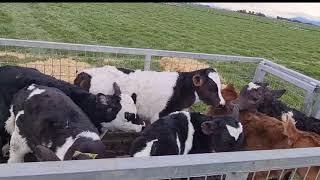 Winter Calving Season 2021|| Life of Pinoy Dairy Farmer NZ