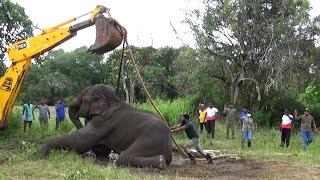 Wildlife officials rush to rescue the injured elephant with the help of a backhoe | Rescue animals