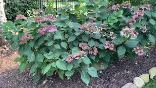 Mid September Garden Tour before big changes