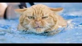 funny Сборник приловов про котов 2015 Best  cats collection 2015, Best Funny Videos of Cats