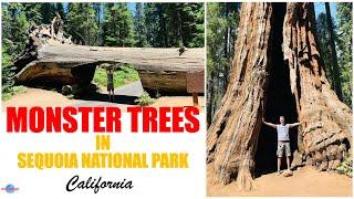 Walking amongst these giants in SEQUOIA NATIONAL PARK.