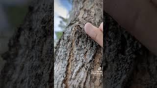 Pruning trees after thinning