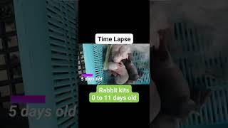 Time Lapse | Rabbit Kits from 0 to 11 days old