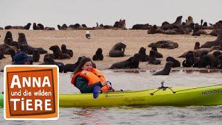 Wie robben Seebären? | Reportage für Kinder | Anna und die wilden Tiere