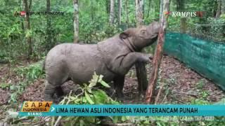 5 Hewan Asli Indonesia Yang Terancam Punah