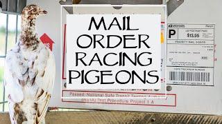 Mail Order Racing Pigeons