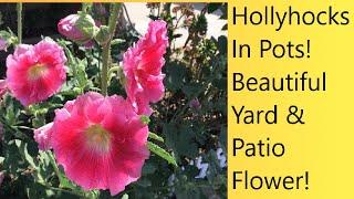 (Video 43) Hollyhocks In Containers | Reblooming Hollyhocks Year After Year | Care/Seed Collection.
