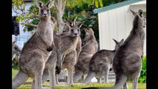 KANGAROO NATION