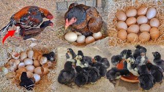 Chicken Hatching 14 Eggs | Hen Laying 8 Eggs | Lot Of Chicks Hatched | Beautiful And Colorful Chicks