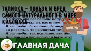 Тапиока — польза и вред самого натурального в мире крахмала