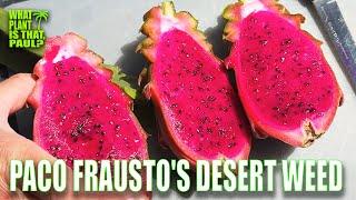 PACO FRAUSTO'S DESERT WEED TASTE and REVIEW / A SEEDLING FROM a DESERT KING FRUIT