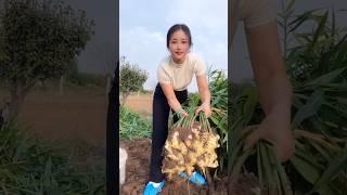 Ginger cultivation and yield depending on fertilizer quality and technique#shorts