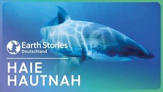 XXL-Doku: Tauchabenteuer im Ozean | Weißer Hai hautnah | Earth Stories Deutschland