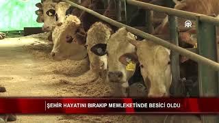 Şehir hayatını bırakıp memleketinde besici oldu