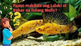 Paano Malalaman kung ang  Isdang Molly Ay Isang Lalaki o Babae?how to identify Molly's Gender?