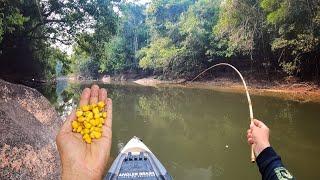 USEI ESSA ISCA NA VARINHA BAMBU, OS PIAUS FICARAM LOUCOS!!! FIZEMOS FRITO NA HORA! Pescaria.