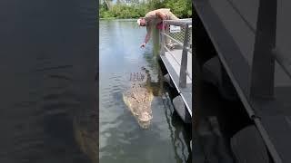 Absolutely Massive Crocodile  #shorts #animals #reptile #giant #dinosaur #zoo #crocodile