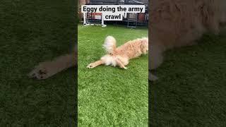 Eggy joins the cute army #cavapoochon #cute #dog #cutedog #eggy #puppy #cavapoo #army #funny #memes