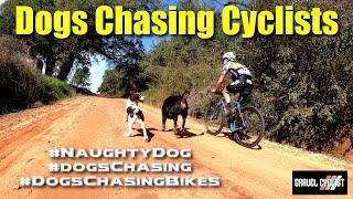 Dogs Chasing Cyclists #naughtydog #dogschasing #dogschasingbikes