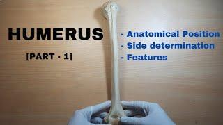 Humerus Bone Anatomy PART 1 || Side determination & Anatomical position || Bones of Upper Limb