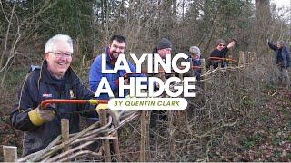 How to Lay a Hedge