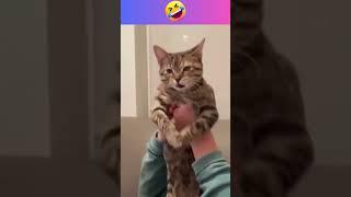 Funny cats memes #shorts