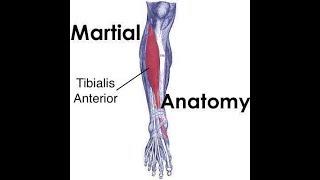 Martial Anatomy [#1] | Attacks on the Tibialis Anterior