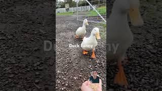 Duck funny #duck #quack #animals #cute #duckquack