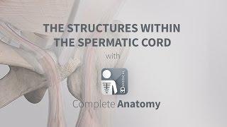 The Structures Within the Spermatic Cord | Complete Anatomy