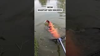 Mancing mania mantap dapet ikan besar