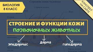 Покровы тела животных. Биология 8 класс. Строение кожи. Слои, функции. Дерма, эпидермис