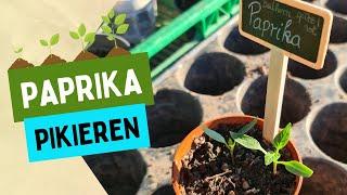 Erfolgreich Paprika anbauen: Pikieren der Jungpflanzen