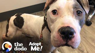 Skinny Abandoned Pittie Gets So Big And Handsome | The Dodo Adopt Me!