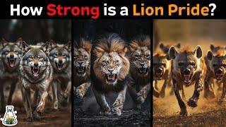 How Strong is a Lion Pride Compared to Other Animal Packs?