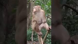 Mr. Kot is the famous monkey#shortvideo