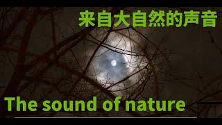 The sound of nature