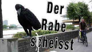 Der Rabe scheisst