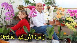 زهرة الأوركيد و زراعتها و رعايتها و إكثارها Orchids Care and Propagation